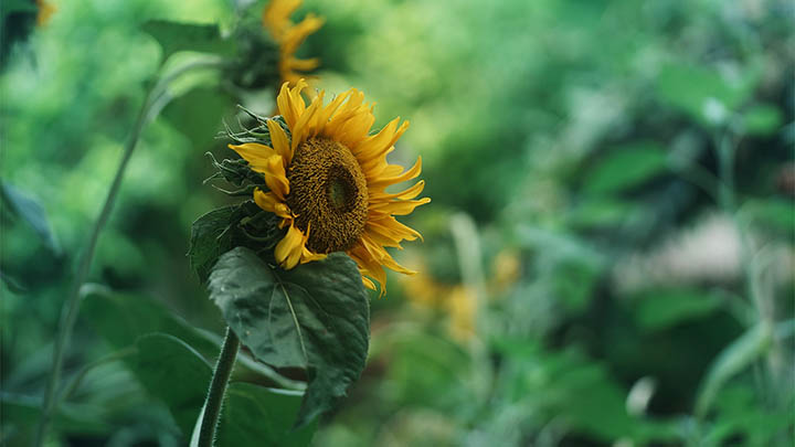 输入法搜狗怎么下载？官方正版多终端极速下载教程 二