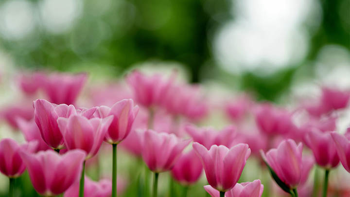 iMac如何下载搜狗输入法:官方图文教程及快速安装攻略 iMac如何下载搜狗输入法:官方图文教程及快速安装攻略 二