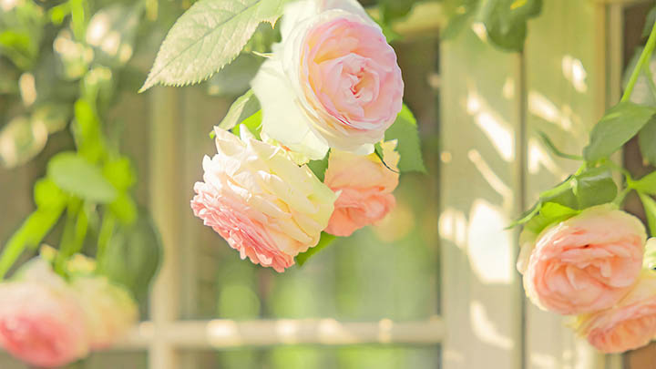 Linux系统怎样轻松下载安装搜狗输入法？超详细教程帮你快速上手 二