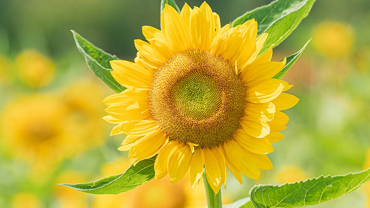 不用下载也能用搜狗输入法?详细操作方法全解析! 不用下载也能用搜狗输入法?详细操作方法全解析! 二