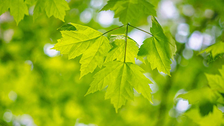 搜狗输入法怎么下载泰语?PC/Mobile全平台安装教程解析 搜狗输入法怎么下载泰语?PC/Mobile全平台安装教程解析 二