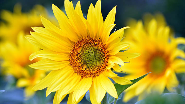 怎么下载搜狗输入法啊?快速指南:4步轻松下载搜索输入利器 怎么下载搜狗输入法啊?快速指南:4步轻松下载搜索输入利器 二