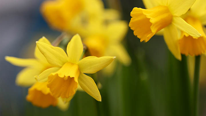 搜狗输入法下载遇错误？轻松掌握电脑安装技巧解锁全功能 二